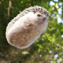 National Animal Image