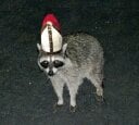 Cult of the Raccoon Pope