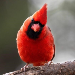 National Animal Image