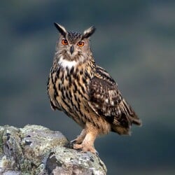 National Animal Image