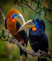 National Animal Image