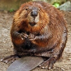 National Animal Image