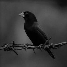 National Animal Image