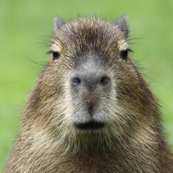 National Animal Image