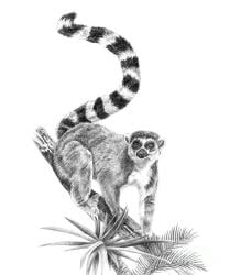National Animal Image