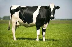 National Animal Image