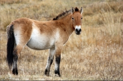National Animal Image