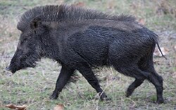 National Animal Image