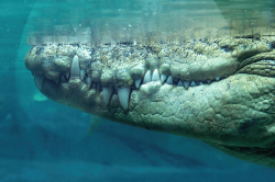 National Animal Image