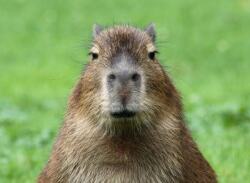 National Animal Image