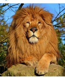 National Animal Image