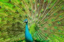 National Animal Image