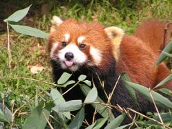 National Animal Image