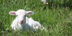 National Animal Image