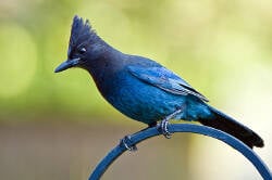 National Animal Image