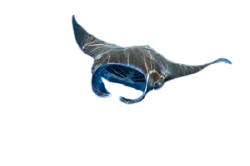 National Animal Image