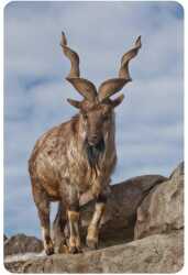 National Animal Image