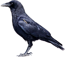 National Animal Image