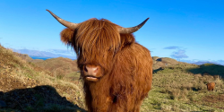 National Animal Image