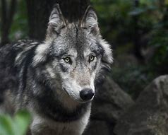 National Animal Image