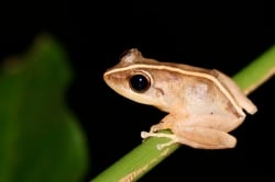 National Animal Image