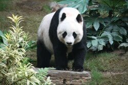 National Animal Image