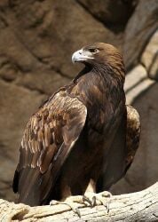 National Animal Image