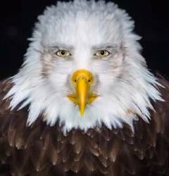 National Animal Image