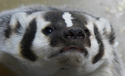 National Animal Image