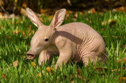 National Animal Image