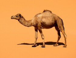 National Animal Image