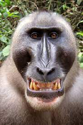 National Animal Image