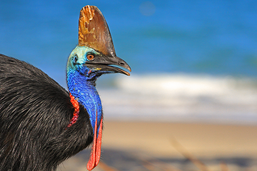 Cassowary numbers increase in World Heritage Area