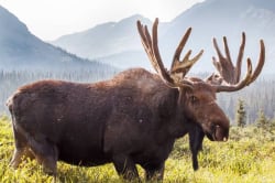 National Animal Image