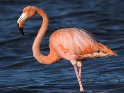 National Animal Image