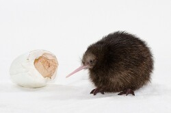 National Animal Image