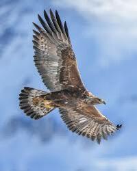 National Animal Image