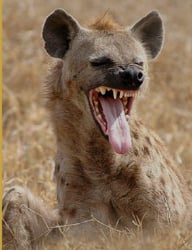 National Animal Image