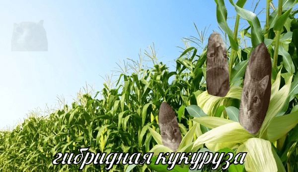 dd61c58c3a1bf1686d5f576ffe113f0efe4eb38dx835.png
