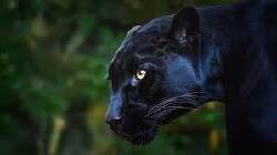 National Animal Image