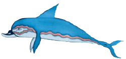 National Animal Image