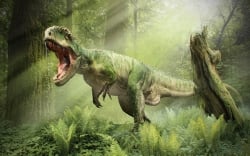 National Animal Image