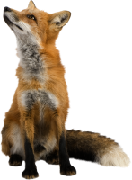 National Animal Image