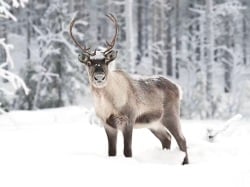 National Animal Image