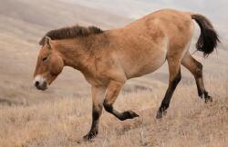 National Animal Image
