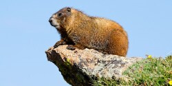 National Animal Image