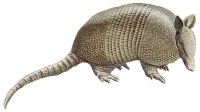 National Animal Image