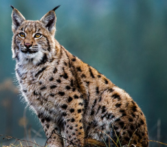 National Animal Image
