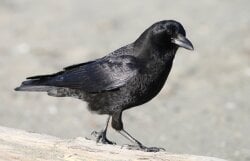 National Animal Image