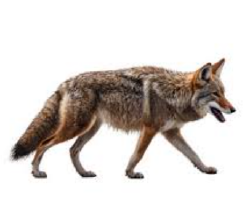 National Animal Image